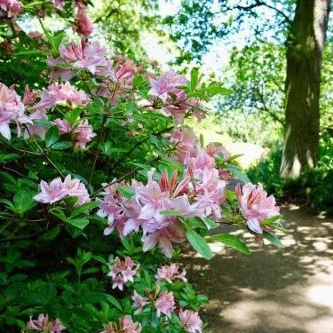 Succes med surbundsbedet - sådan!